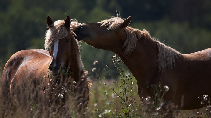 animals, summer, grass