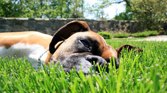 animals, dog, grass