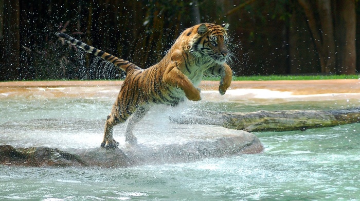 tiger, animals