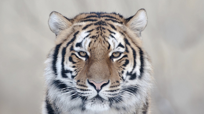 tiger, animals, sight