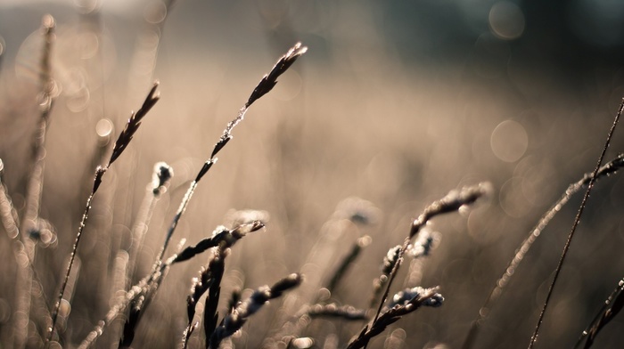 nature, depth of field, field, macro, fall