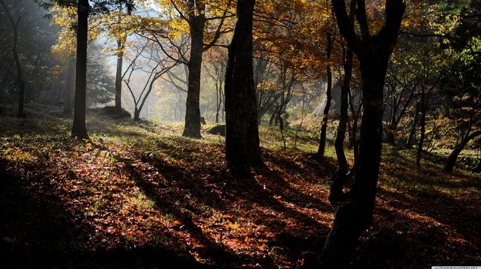 fall, forest, nature