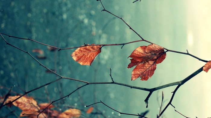 depth of field, fall, leaves, macro, nature
