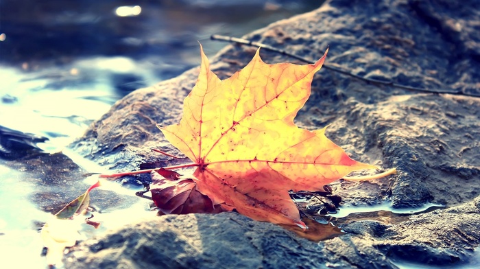 leaves, fall, depth of field, nature, macro