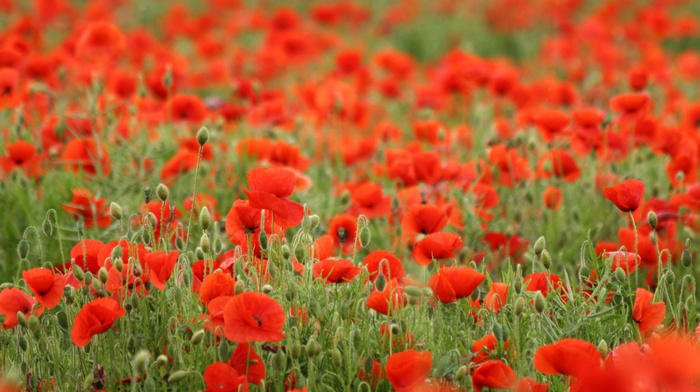 red, field, girl, flowers