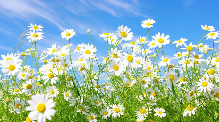 chamomile, sky, flowers, glade