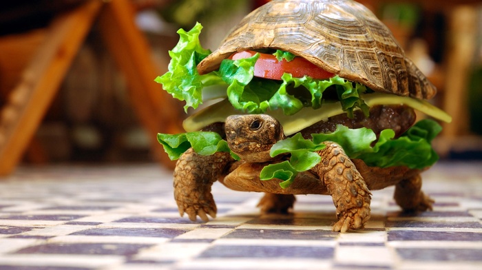 depth of field, animals, sandwiches, hamburgers, turtle, lettuce, photo manipulation, summer, checkered, burger