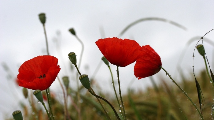 flowers, drops, summer, mood, nature, poppies