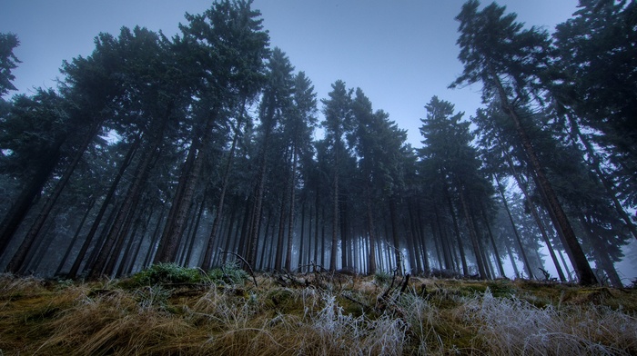 trees, forest, mist, nature