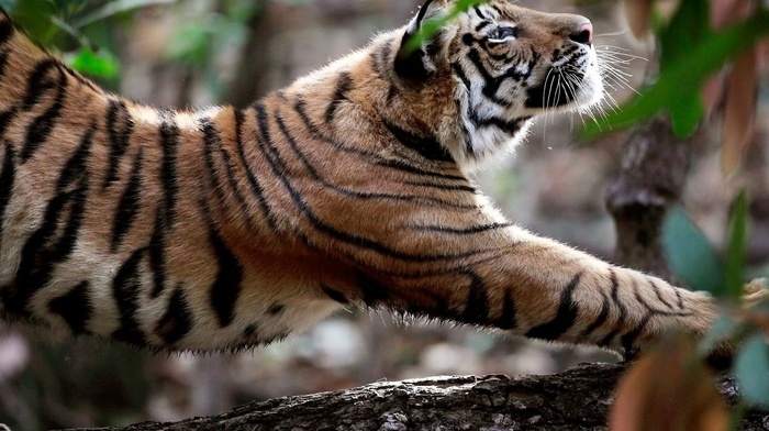 tiger, nature, animals