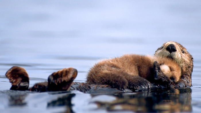 water, animals