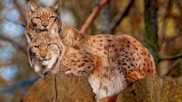 animals