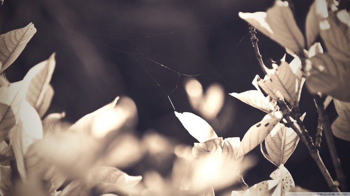spiderwebs, leaves, branch