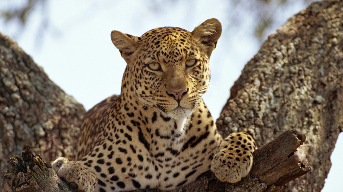 sight, leopard, predator, animals