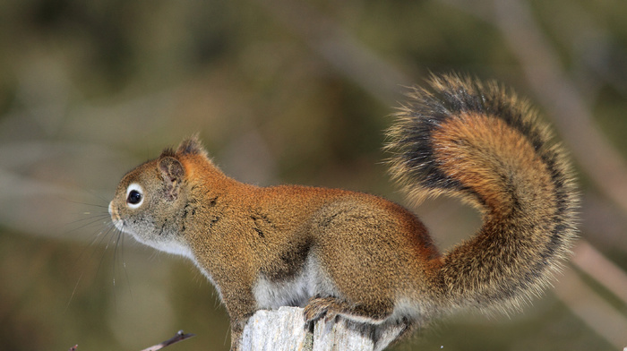 tail, animals, squirrel