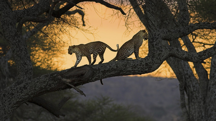 twigs, animals, couple, trees