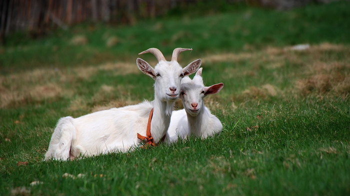 grass, summer, animals