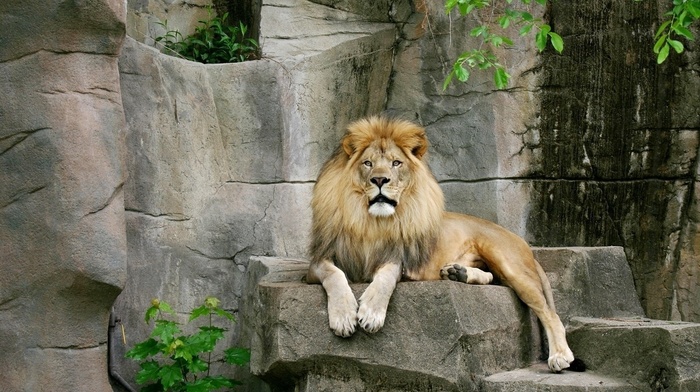 animals, stones, lion