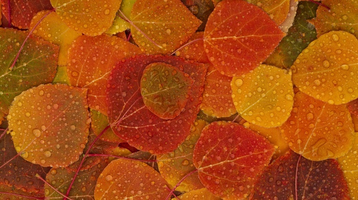 Apple Inc., leaves, fall