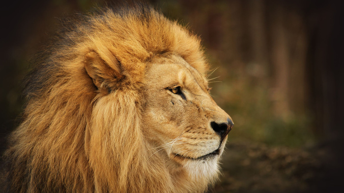 animals, lion