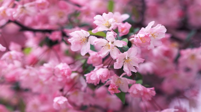 petals, spring, flowers