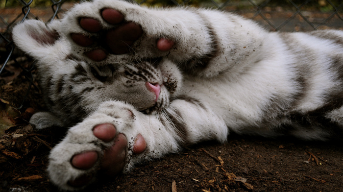 animals, fence, tiger