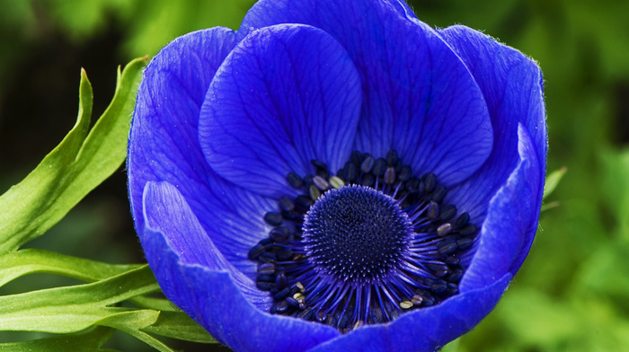 stunner, flowers