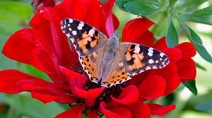 flowers, stunner