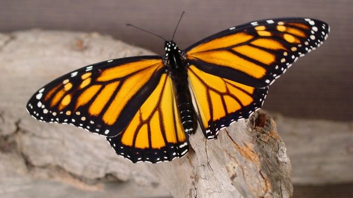 macro, animals, butterfly, tree