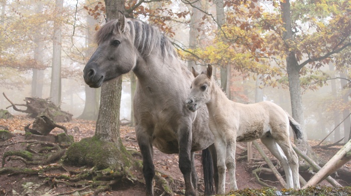 animals, trees, forest, horse