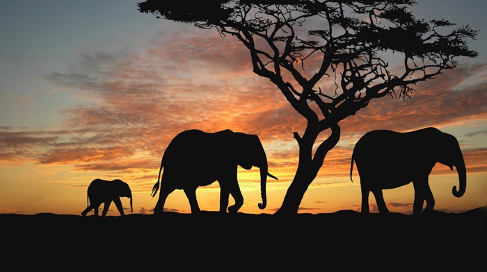 elephants, trees, evening, animals