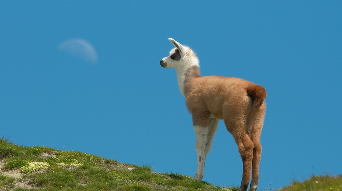 animals, ponytail, ears