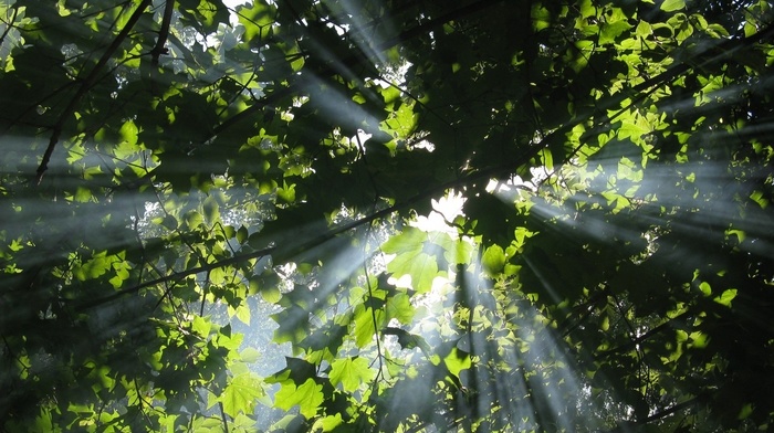 nature, forest, rays