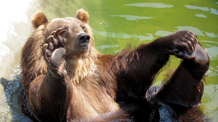 bear, swimming pool, animals