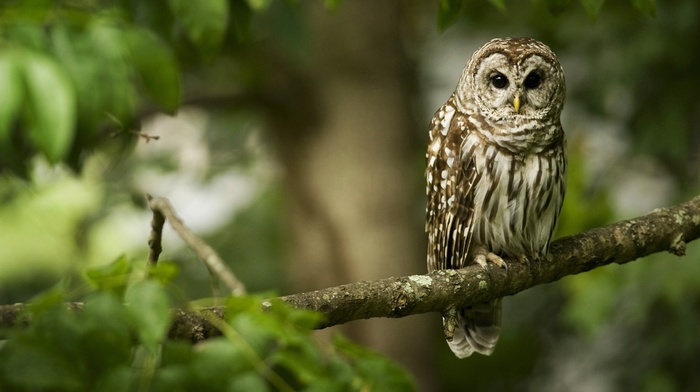 owl, animals, forest, branch