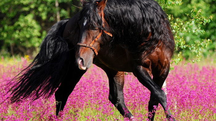 nature, animals, flowers