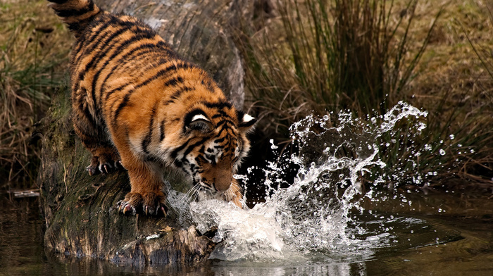 animals, splash, water, tiger, drops
