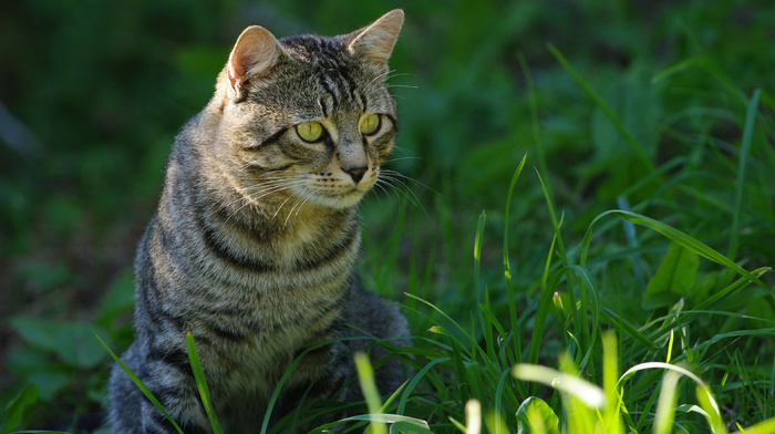 animals, eyes, grass