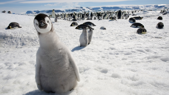 snow, sight, animals