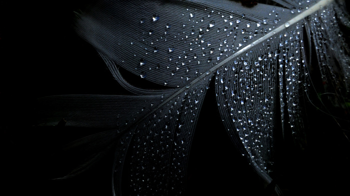 drops, background, minimalism, black