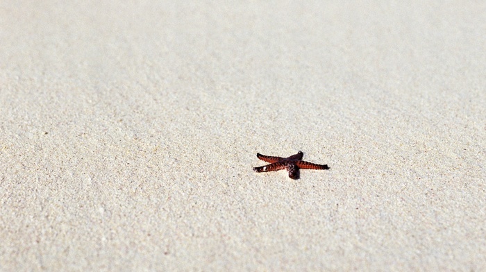 beach, star, minimalism