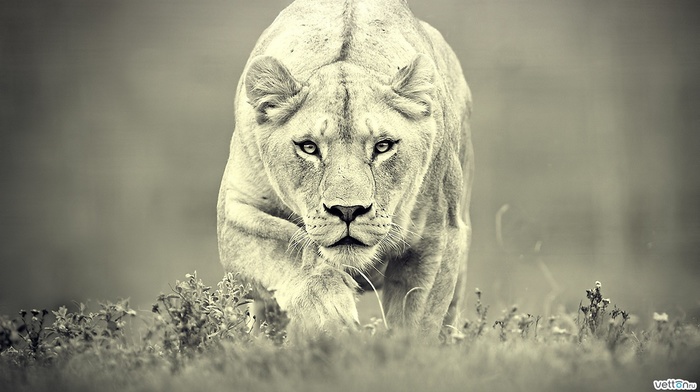 animals