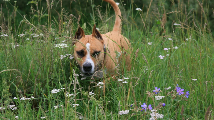 animals, flowers, dog, summer