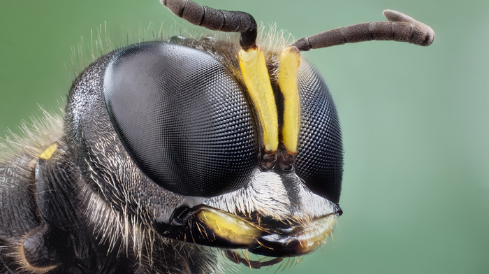 eyes, macro