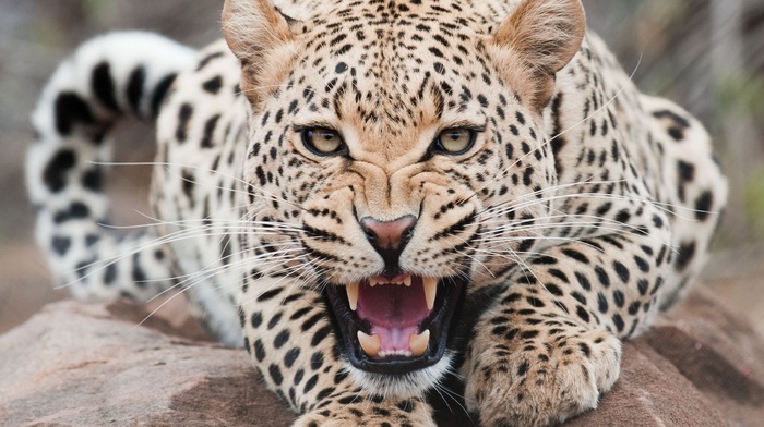 leopard, animals