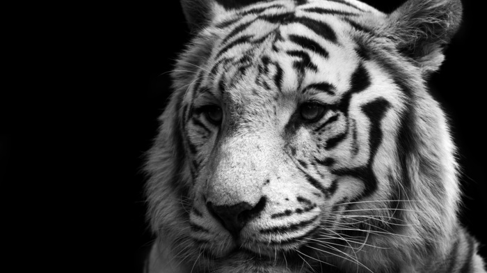 tiger, white, animals, predator