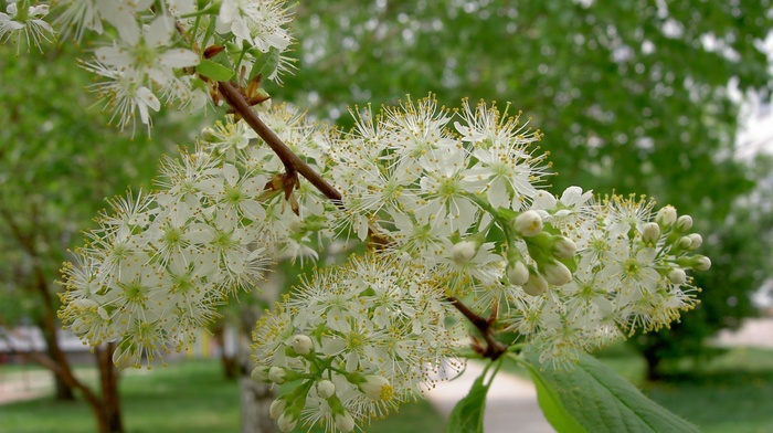 beauty, spring, flowers