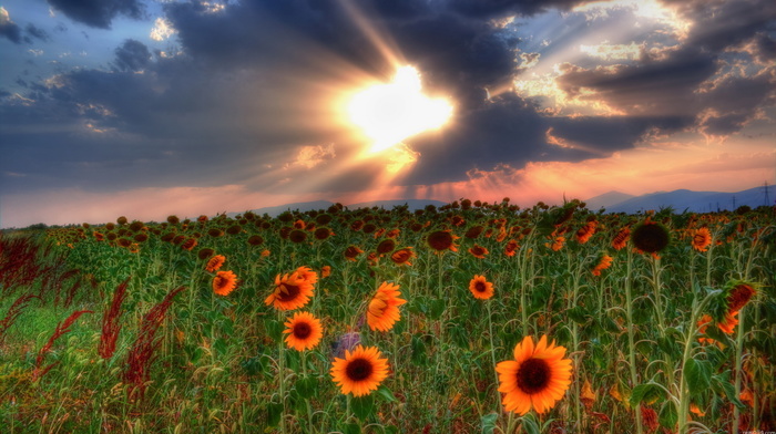 sky, sunset, nature, field, clouds