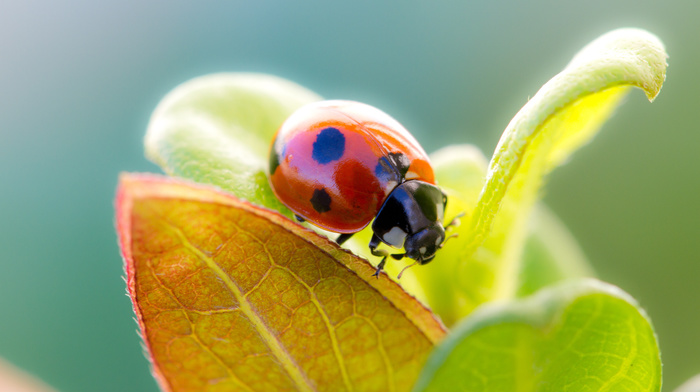 macro