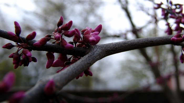branch, spring